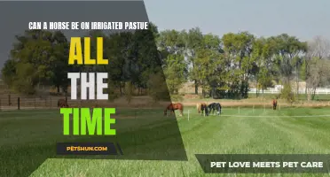 Can Horses Thrive on Irrigated Pasture Full-Time?