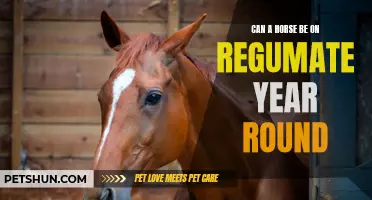 Exploring the Possibility: Keeping Horses on Regumate Year-Round