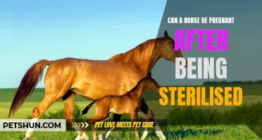 Exploring the Possibility of a Pregnant Horse Despite Sterilization: Is it Possible?