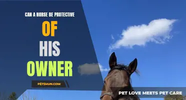 Can a Horse Be Protective of Its Owner?