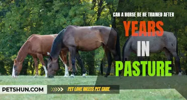 Reviving the Pasture: Retraining Horses After Years of Grazing