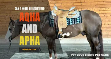 Is It Possible for a Horse to Be Registered with both AQHA and APHA?
