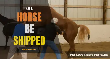 How to Ship a Horse Safely and Stress-Free