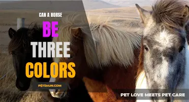 Exploring the Possibility: Can a Horse Have Three Colors?