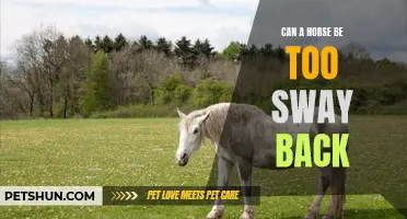 Is a Sway Back Too Much for a Horse?