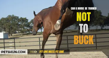 Training a Horse to Stop Bucking: Techniques and Tips