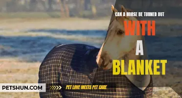 Exploring the Pros and Cons of Turning Out a Horse with a Blanket