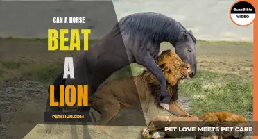 Battle of the Beasts: A Horse Versus a Lion - Who Will Win?