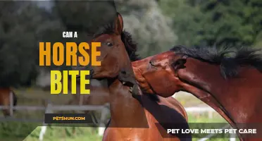 Can a Horse Bite and How to Prevent It