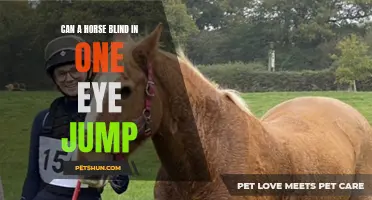Can a Horse with One Blind Eye Still Jump?