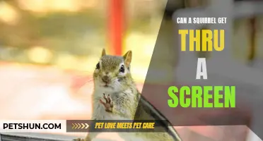 Can a Squirrel Get Through a Screen? Everything You Need to Know
