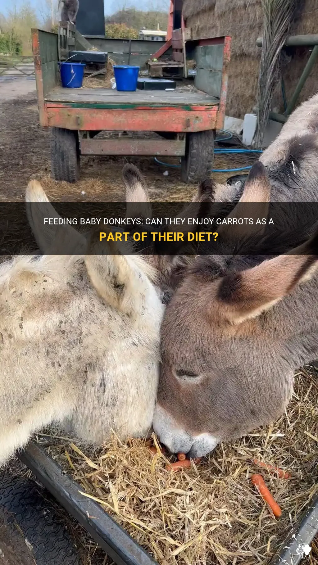 can baby donkeys eat carrots