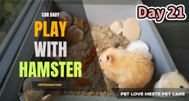Exploring the Safety and Benefits of Babies Playing with Hamsters