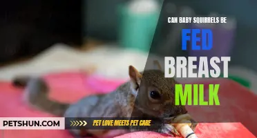 Exploring the Feasibility of Feeding Baby Squirrels Breast Milk