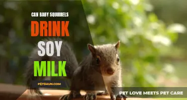 Can Baby Squirrels Safely Consume Soy Milk?