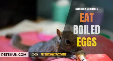 Can Baby Squirrels Eat Boiled Eggs? A Nutritional Guide for Squirrel Care