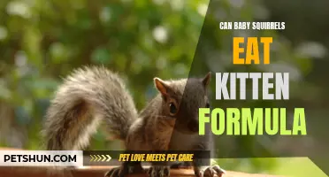 Can Baby Squirrels Safely Consume Kitten Formula? Expert Insights Revealed
