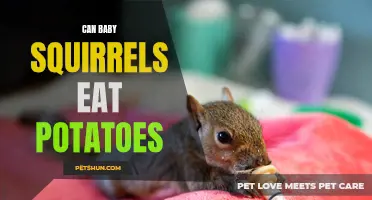 Can Baby Squirrels Eat Potatoes? Unveiling the Truth about Feeding Squirrels