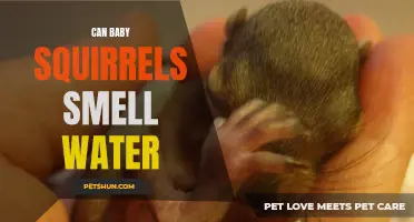 Can Baby Squirrels Smell Water? Exploring Their Fascinating Senses