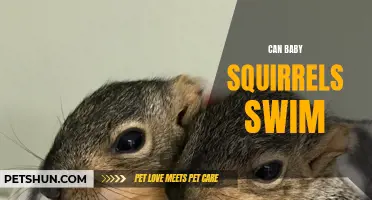 Understanding whether baby squirrels can swim