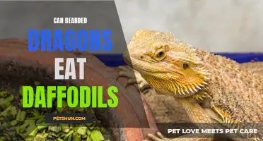 Can Bearded Dragons Eat Daffodils? A Comprehensive Guide