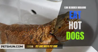 Can Bearded Dragons Safely Consume Hot Dogs as part of their diet