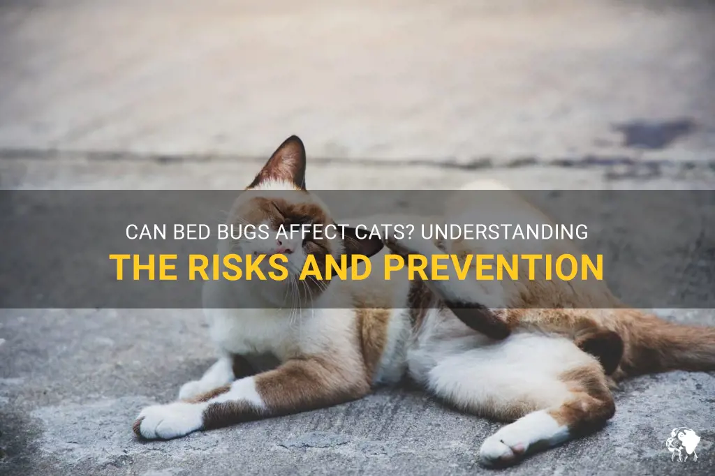can bed bugs affect cats
