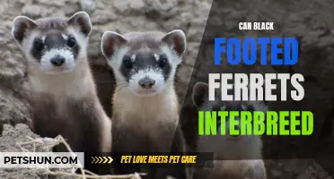 Black-Footed Ferrets: Can They Interbreed with Other Species?