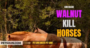 The Potential Danger: Can Black Walnut Kill Horses?