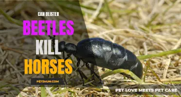 Are Blister Beetles Dangerous for Horses?