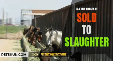 The Fate of BLM Horses: Addressing Concerns About Slaughter