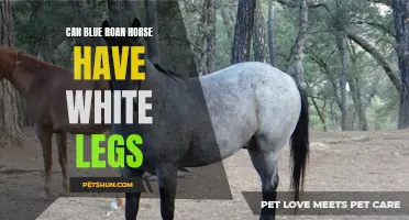 Exploring the Possibility: Can Blue Roan Horses Have White Legs?