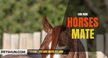 Can Horses with Bone Issues Still Mate?