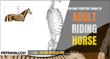 How Riding Horses Can Potentially Change Bone Structure in Adults