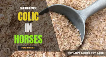 The Potential Link Between Bran and Colic in Horses