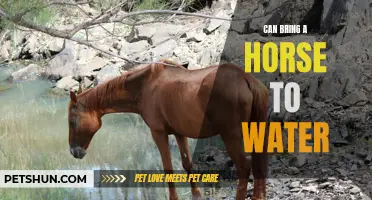 The Power of Motivation: Can Bring a Horse to Water, but Can't Make It Drink