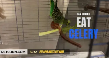 Exploring the Nutritional Benefits: Can Budgies Eat Celery?