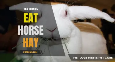Can Bunnies Safely Consume Horse Hay?