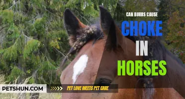 Can Burrs Cause Choke in Horses? Understanding the Risks and Prevention