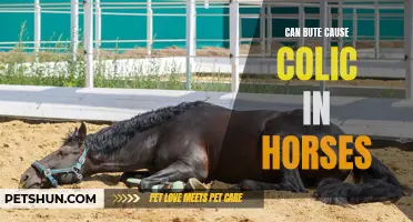 Understanding the Link Between Bute and Colic in Horses: What Horse Owners Should Know