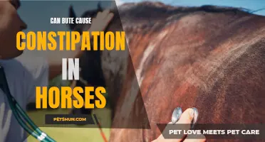 Understanding the Link Between Bute and Constipation in Horses