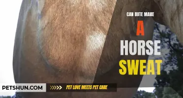 Does Bute Make Horses Sweat? Unveiling the Truth Behind This Common Myth