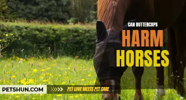 The Potential Harm of Buttercups for Horses: What Owners Need to Know