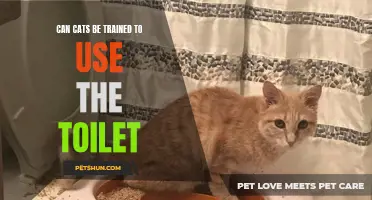 Can Cats Really Learn to Use the Toilet?