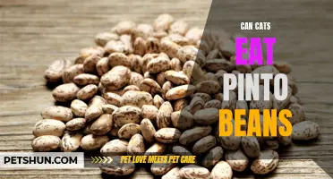 The Cat's Diet: Can they Safely Consume Pinto Beans?