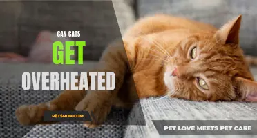 Can cats get overheated? Understanding feline heat sensitivity