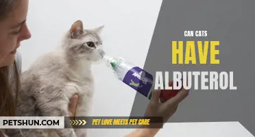 Can cats safely use albuterol for respiratory conditions?