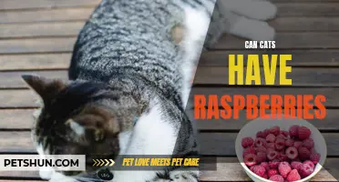 Can Cats Safely Eat Raspberries?