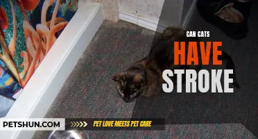 Can Cats Have Strokes? Understanding Feline Health Risks