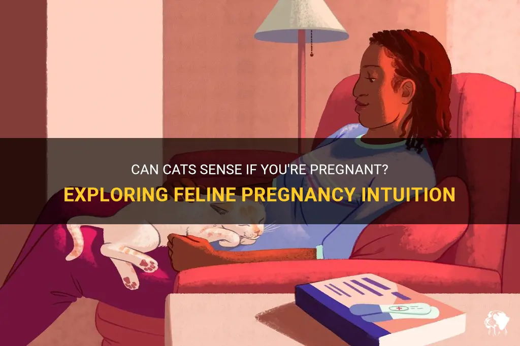 can cats sense if your pregnant